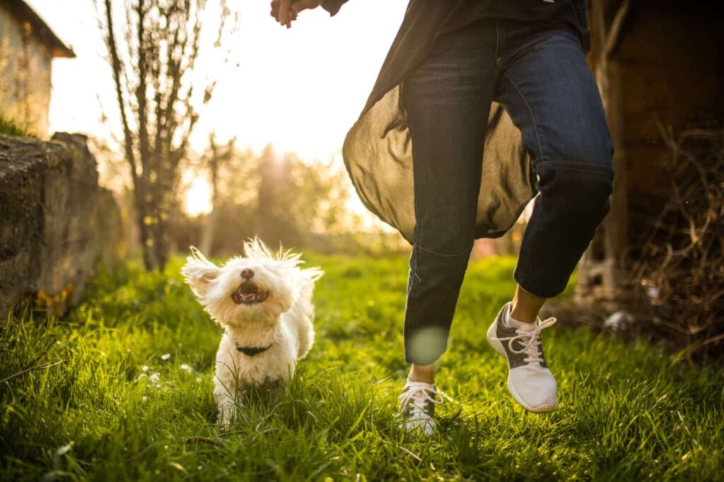 15 Fun Ways to Keep Your Pets Active and Healthy